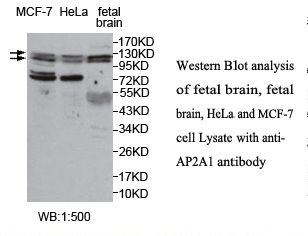 AP2A1 / AP2-Alpha Antibody