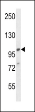 AP2A1 / AP2-Alpha Antibody - AP2A1 Antibody western blot of 293 cell line lysates (35 ug/lane). The AP2A1 antibody detected the AP2A1 protein (arrow).