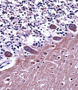 AP2A1 / AP2-Alpha Antibody - AP2A1 Antibody immunohistochemistry of formalin-fixed and paraffin-embedded human cerebellum tissue followed by peroxidase-conjugated secondary antibody and DAB staining.