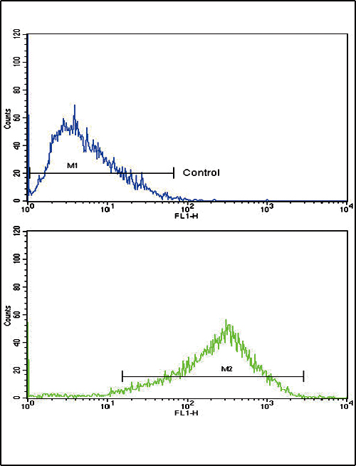 AP2A2 Antibody - Flow cytometric of HepG2 cells using AP2A2 Antibody (bottom histogram) compared to a negative control cell (top histogram). FITC-conjugated goat-anti-rabbit secondary antibodies were used for the analysis.