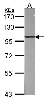 AP2B1 Antibody - Sample (30 ug of whole cell lysate). A: NIH-3T3. 7.5% SDS PAGE. AP2B1 antibody diluted at 1:1000.