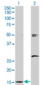 AP2S1 Antibody - Western Blot analysis of AP2S1 expression in transfected 293T cell line by AP2S1 monoclonal antibody (M01), clone 3E4.Lane 1: AP2S1 transfected lysate(17 KDa).Lane 2: Non-transfected lysate.
