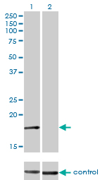 AP2S1 Antibody - Western blot analysis of AP2S1 over-expressed 293 cell line, cotransfected with AP2S1 Validated Chimera RNAi (Lane 2) or non-transfected control (Lane 1). Blot probed with AP2S1 monoclonal antibody (M01), clone 3E4 . GAPDH ( 36.1 kDa ) used as specificity and loading control.