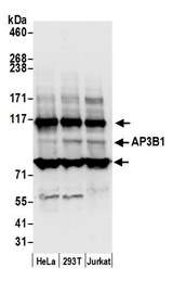 AP3B1 Antibody - Detection of human AP3B1 by western blot. Samples: Whole cell lysate (50 µg) from HeLa, HEK293T, and Jurkat cells prepared using NETN lysis buffer. Antibody: Affinity purified rabbit anti-AP3B1 antibody used for WB at 0.1 µg/ml. Detection: Chemiluminescence with an exposure time of 10 seconds.