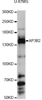 AP3B2 Antibody - Western blot analysis of extracts of U-87MG cells, using AP3B2 antibody at 1:3000 dilution. The secondary antibody used was an HRP Goat Anti-Rabbit IgG (H+L) at 1:10000 dilution. Lysates were loaded 25ug per lane and 3% nonfat dry milk in TBST was used for blocking. An ECL Kit was used for detection and the exposure time was 15s.