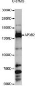 AP3B2 Antibody - Western blot analysis of extracts of U-87MG cells, using AP3B2 antibody at 1:3000 dilution. The secondary antibody used was an HRP Goat Anti-Rabbit IgG (H+L) at 1:10000 dilution. Lysates were loaded 25ug per lane and 3% nonfat dry milk in TBST was used for blocking. An ECL Kit was used for detection and the exposure time was 15s.