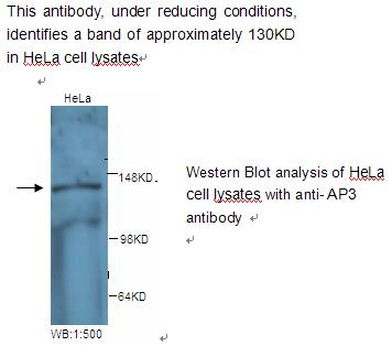 AP3D1 / Adaptin Delta Antibody