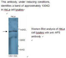AP3D1 / Adaptin Delta Antibody