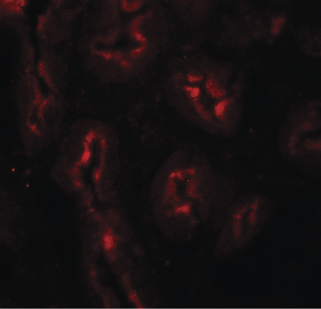 AP3S1 Antibody - Immunofluorescence of AP3S1 in human kidney tissue with AP3S1 antibody at 20 ug/ml.