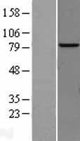 AP4B1 Protein - Western validation with an anti-DDK antibody * L: Control HEK293 lysate R: Over-expression lysate