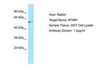AP4M1 Antibody -  This image was taken for the unconjugated form of this product. Other forms have not been tested.