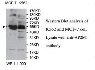 AP50 / AP2M1 Antibody