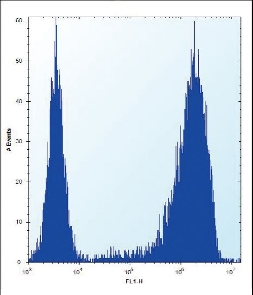 AP50 / AP2M1 Antibody - AP2M1 Antibody flow cytometry of Neuro-2a cells (right histogram) compared to a negative control cell (left histogram). FITC-conjugated donkey-anti-rabbit secondary antibodies were used for the analysis.