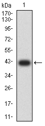 AP50 / AP2M1 Antibody - Western blot analysis using AP2M1 mAb against human AP2M1 (AA: 298-435) recombinant protein. (Expected MW is 41.8 kDa)