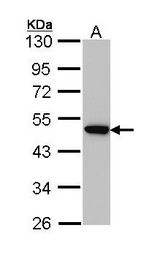AP50 / AP2M1 Antibody - Sample (30 ug of whole cell lysate). A: Hep G2. 10% SDS PAGE. AP2M1 antibody diluted at 1:1000. 