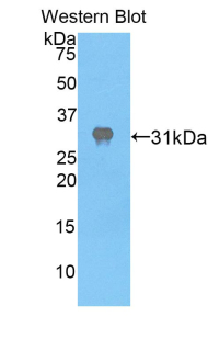 APAF1 / APAF-1 Antibody - Western blot of recombinant APAF1 / APAF-1.  This image was taken for the unconjugated form of this product. Other forms have not been tested.