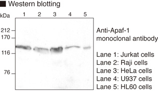 APAF1 / APAF-1 Antibody
