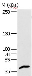 APAF1 / APAF-1 Antibody - Western blot analysis of HeLa cell, using APAF1 Polyclonal Antibody at dilution of 1:350.