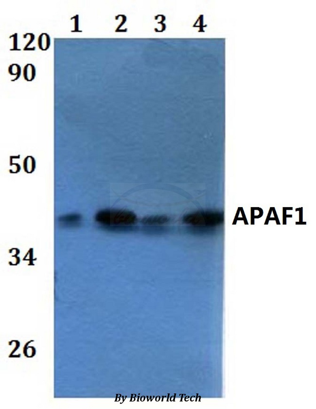 APAF1 / APAF-1 Antibody - Western blot of APAF1 antibody at 1:500 dilution. Lane 1: HEK293T whole cell lysate. Lane 2: Raw264.7 whole cell lysate. Lane 3: PC12 whole cell lysate. Lane 4: HELA whole cell lysate.