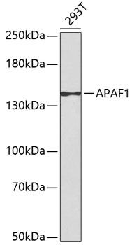 APAF1 / APAF-1 Antibody - Western blot analysis of extracts of 293 cells using APAF1 Polyclonal Antibody.