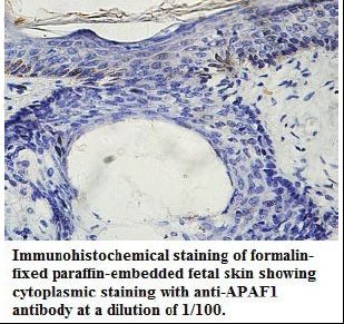 APAF1 / APAF-1 Antibody