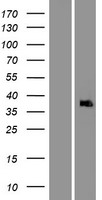 APAF1 / APAF-1 Protein - Western validation with an anti-DDK antibody * L: Control HEK293 lysate R: Over-expression lysate