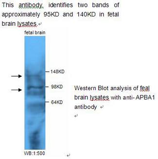 APBA1 / MINT1 Antibody