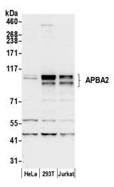 APBA2 Antibody - Detection of human APBA2 by western blot. Samples: Whole cell lysate (50 µg) from HeLa, HEK293T, and Jurkat cells prepared using NETN lysis buffer. Antibody: Affinity purified rabbit anti-APBA2 antibody used for WB at 0.1 µg/ml. Detection: Chemiluminescence with an exposure time of 30 seconds.