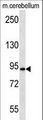 APBA2 Antibody - APBA2 Antibody western blot of mouse cerebellum tissue lysates (35 ug/lane). The APBA2 antibody detected the APBA2 protein (arrow).