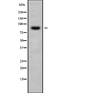 APBA2 Antibody - Western blot analysis of APBA2 using HeLa whole cells lysates