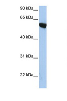APBA3 / MINT3 Antibody - APBA3 antibody Western blot of HepG2 Cell lysate. Antibody concentration 1 ug/ml. This image was taken for the unconjugated form of this product. Other forms have not been tested.