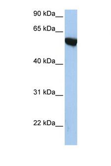 APBA3 / MINT3 Antibody - APBA3 antibody Western blot of HepG2 Cell lysate. Antibody concentration 1 ug/ml. This image was taken for the unconjugated form of this product. Other forms have not been tested.