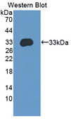 APBA3 / MINT3 Antibody - Western blot of APBA3 / MINT3 antibody.