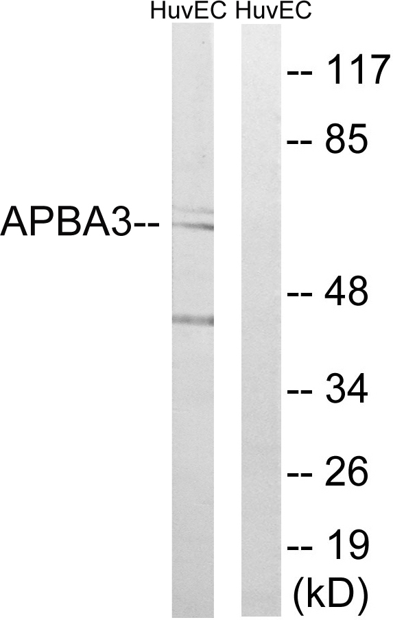 APBA3 / MINT3 Antibody - Western blot analysis of lysates from HUVEC cells, using APBA3 Antibody. The lane on the right is blocked with the synthesized peptide.