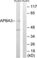 APBA3 / MINT3 Antibody - Western blot analysis of extracts from HUVEC cells, using APBA3 antibody.