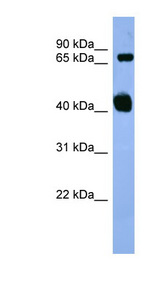 APBB1 / FE65 Antibody - APBB1 / FE65 antibody Western blot of Mouse Heart lysate. This image was taken for the unconjugated form of this product. Other forms have not been tested.