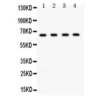 APBB1 / FE65 Antibody - FE65 antibody Western blot. All lanes: Anti FE65 at 0.5 ug/ml. Lane 1: Rat Brain Tissue Lysate at 50 ug. Lane 2: Mouse Brain Tissue Lysate at 50 ug. Lane 3: HELA Whole Cell Lysate at 40 ug. Lane 4: U87 Whole Cell Lysate at 40 ug. Predicted band size: 65 kD. Observed band size: 65 kD.