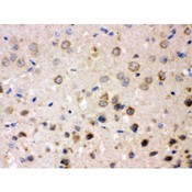 APBB1 / FE65 Antibody - FE65 antibody IHC-paraffin. IHC(P): Mouse Brain Tissue.