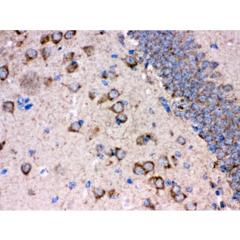 APBB1 / FE65 Antibody - FE65 antibody IHC-paraffin. IHC(P): Rat Brain Tissue.
