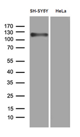 APBB1 / FE65 Antibody - Western blot analysis of extracts. (35ug) from 2 different cell lines by using anti-APBB1 monoclonal antibody. (1:500)