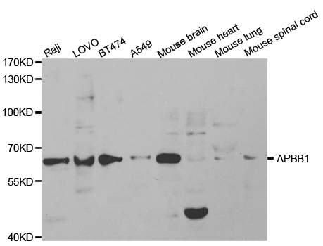 APBB1 / FE65 Antibody - Western blot analysis of extracts of various cell lines, using APBB1 antibody.