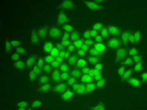 APBB1 / FE65 Antibody - Immunofluorescence analysis of HeLa cells.