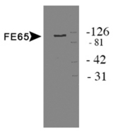 APBB1 / FE65 Antibody - Detection of protein in HEK 293 cell lysate.  This image was taken for the unconjugated form of this product. Other forms have not been tested.