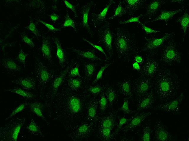 APBB1 / FE65 Antibody - Immunofluorescence staining of APBB1 in HeLa cells. Cells were fixed with 4% PFA, permeabilzed with 0.1% Triton X-100 in PBS, blocked with 10% serum, and incubated with rabbit anti-human APBB1 polyclonal antibody (dilution ratio 1:1000) at 4°C overnight. Then cells were stained with the Alexa Fluor 488-conjugated Goat Anti-rabbit IgG secondary antibody (green). Positive staining was localized to Nucleus.