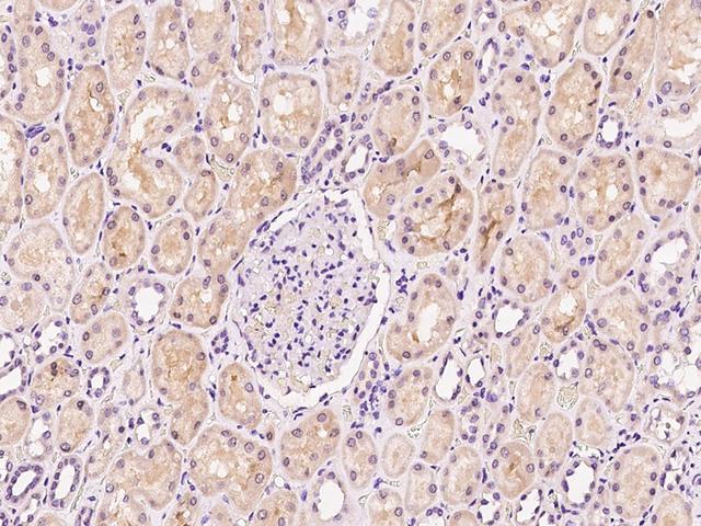 APBB1 / FE65 Antibody - Immunochemical staining of human APBB1 in human kidney with rabbit polyclonal antibody at 1:300 dilution, formalin-fixed paraffin embedded sections.
