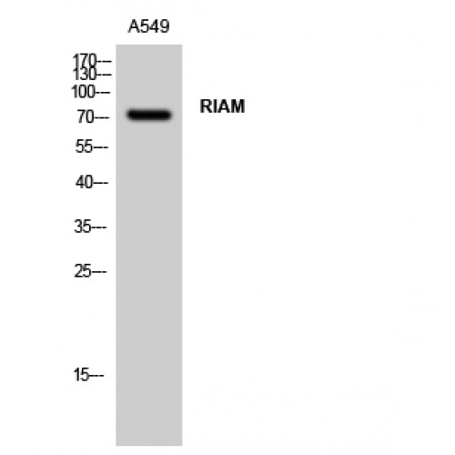 APBB1IP / RIAM Antibody - Western blot of RIAM antibody