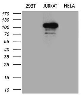 APBB1IP / RIAM Antibody - Western blot analysis of extracts. (35ug) from 3 different cell lines by using anti-APBB1IP monoclonal antibody. (1:500)