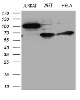 APBB1IP / RIAM Antibody - Western blot analysis of extracts. (35ug) from 3 different cell lines by using anti-APBB1IP monoclonal antibody. (1:500)