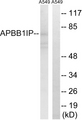 APBB1IP / RIAM Antibody - Western blot of extracts from A549 cells, using APBB1IP antibody.