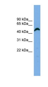 APBB3 Antibody - APBB3 antibody Western blot of HeLa lysate. This image was taken for the unconjugated form of this product. Other forms have not been tested.